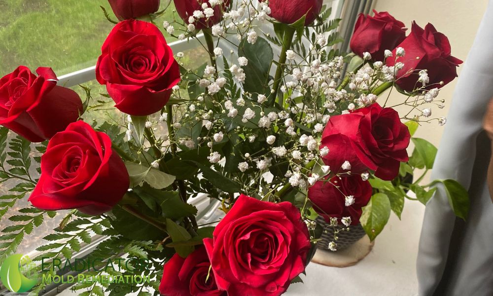 Red Rose Plant within Home